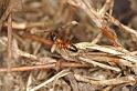 Opisthopsis_ZZ632_D5543_Z_89_Lake Broadwater_Australie